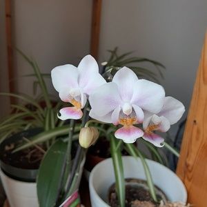 Meet your Posher, Jenny